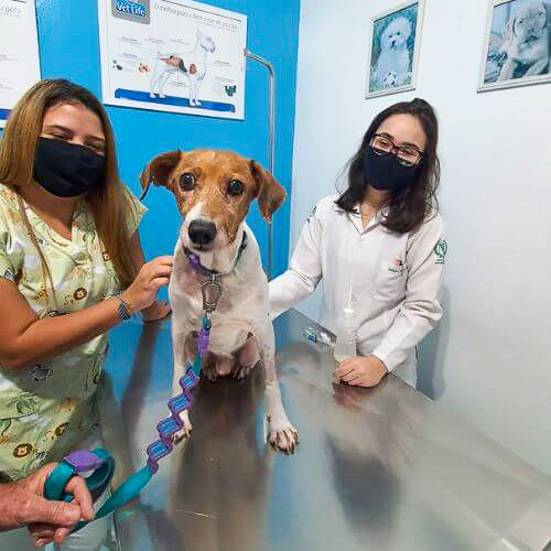veterinaria-24h-ilha-do-governador (1)