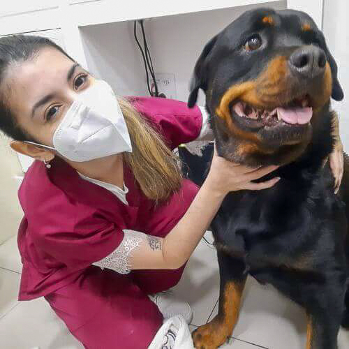 veterinaria-24h-ilha-do-governador (11)