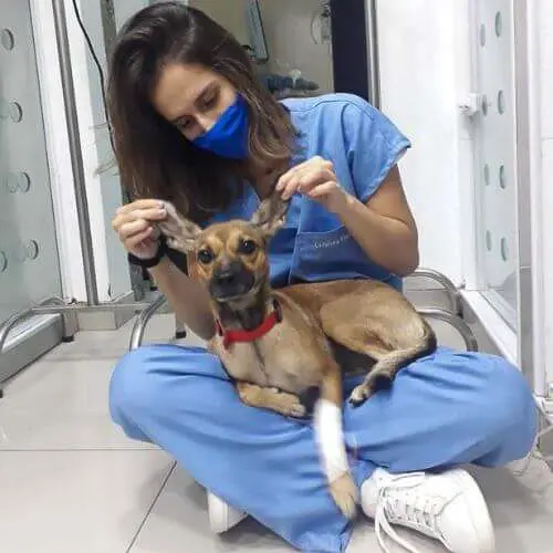 veterinaria-24h-ilha-do-governador (12)