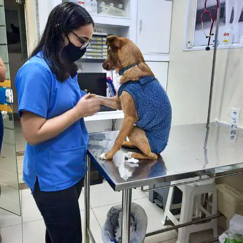 veterinaria-24h-ilha-do-governador (15)