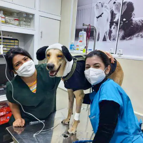 veterinaria-24h-ilha-do-governador (16)