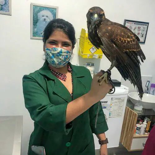veterinaria-24h-ilha-do-governador (18)