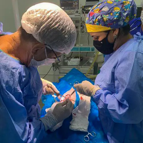 veterinaria-24h-ilha-do-governador (21)