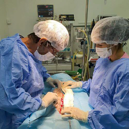 veterinaria-24h-ilha-do-governador (6)