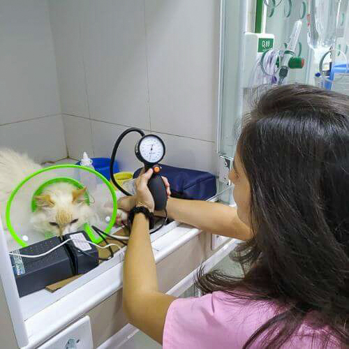 veterinaria-24h-ilha-do-governador (9)